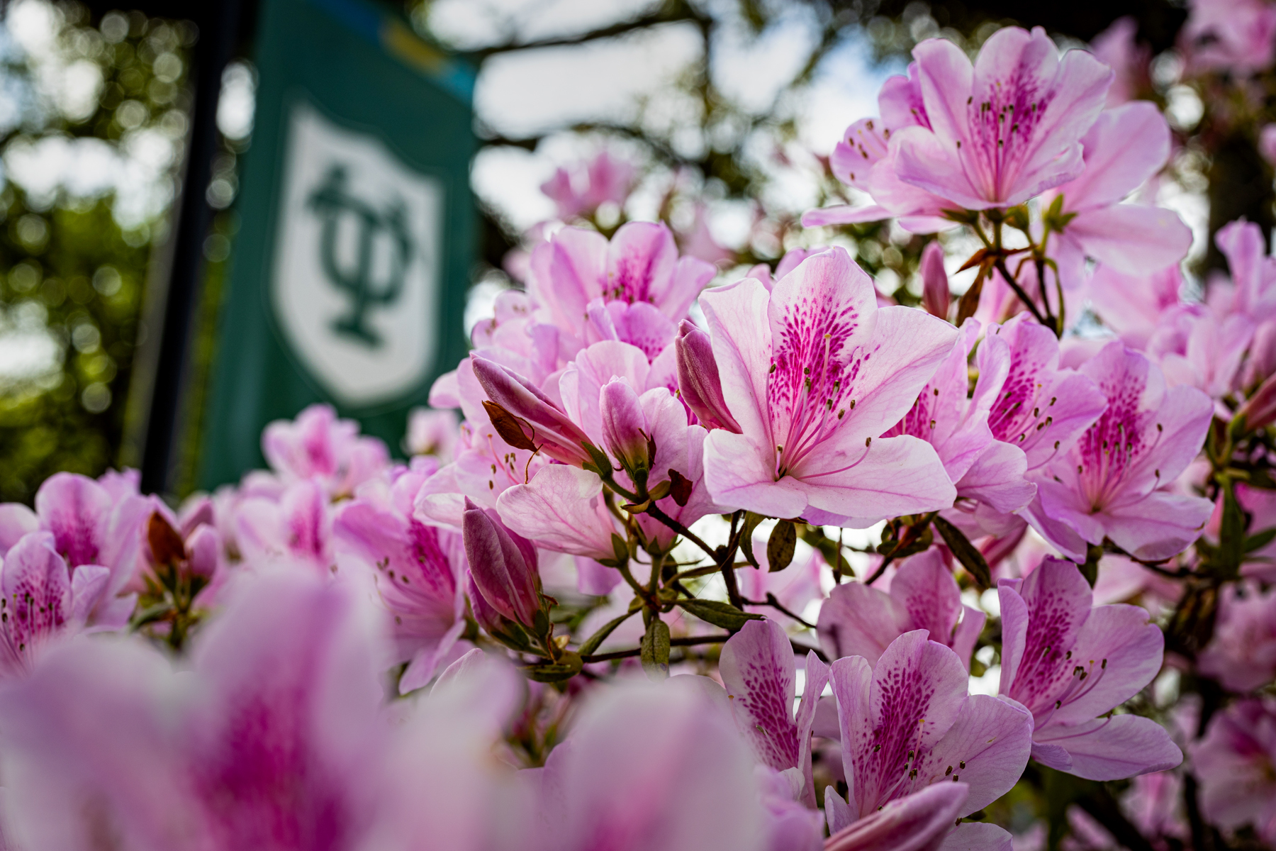 Azaleas bloom at Tulane University.